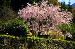 里山に咲くⅡ