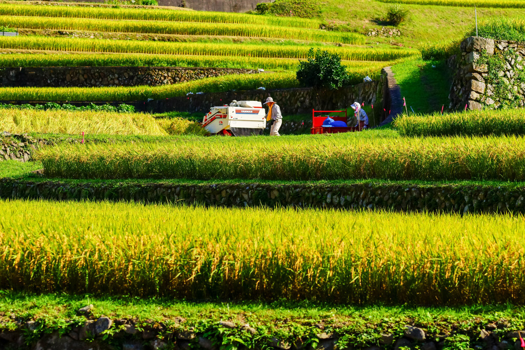 Agricultural work of an elderly couple