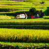 Agricultural work of an elderly couple