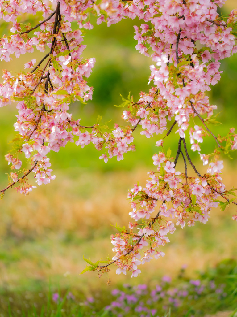 夢桜