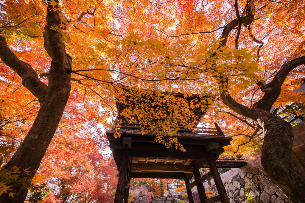 紅葉のおもてなしⅢ
