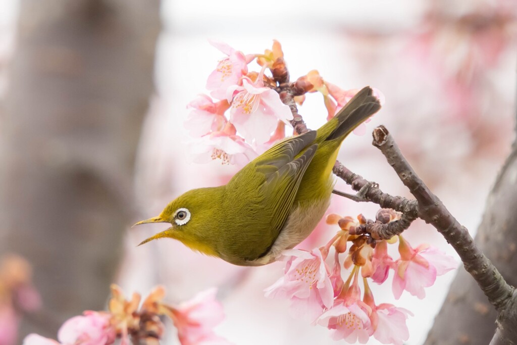 雄叫び 