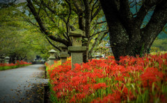 曼珠沙華の参道