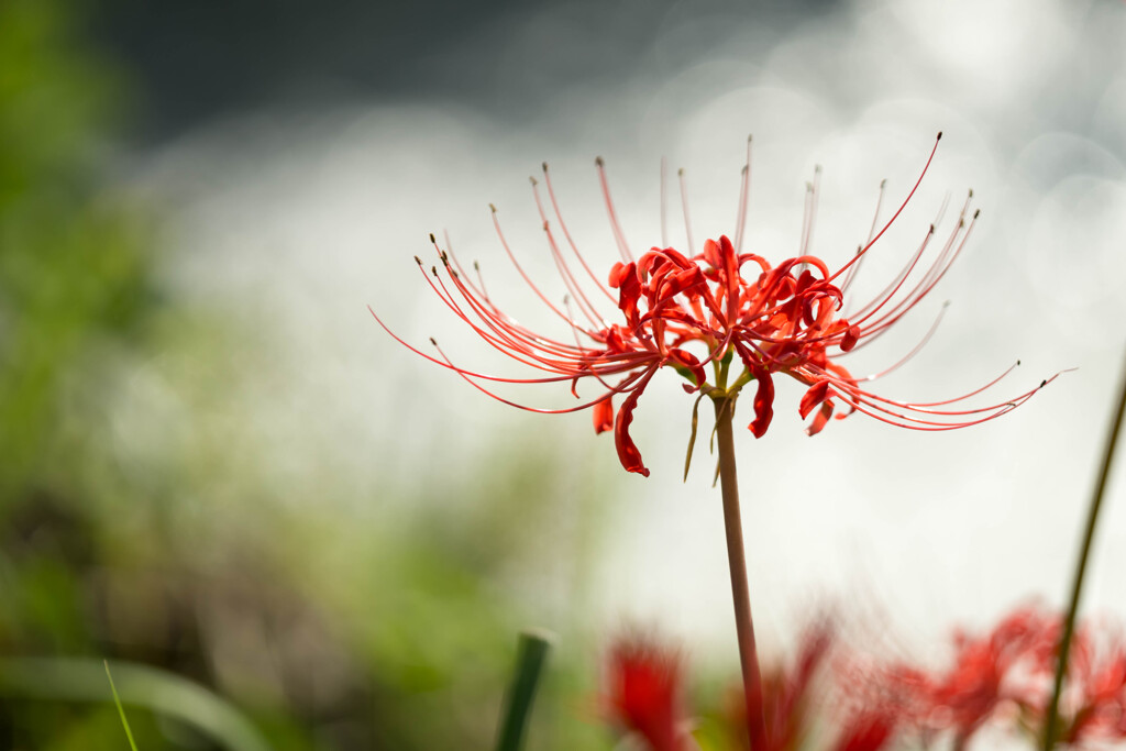 Blooming on the riverside