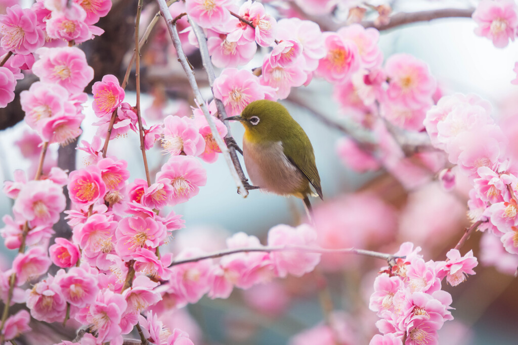 枝垂れ梅の花園で