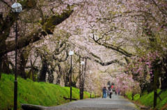 雨上がりの桜道Ⅱ