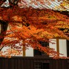 錦秋の候 Ⅶ