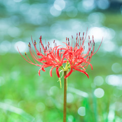 Charming red