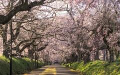 煌めく桜道