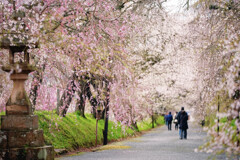 桜色の雨Ⅱ