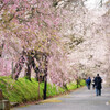 桜色の雨Ⅱ