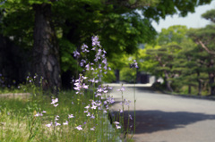 美しき野草 ： マツバウンラン