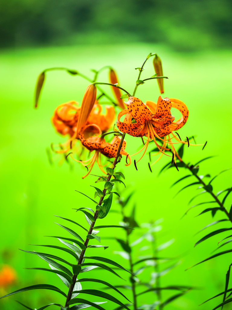 Midsummer of sage