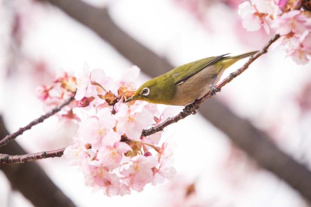 悪戯っぽい眼