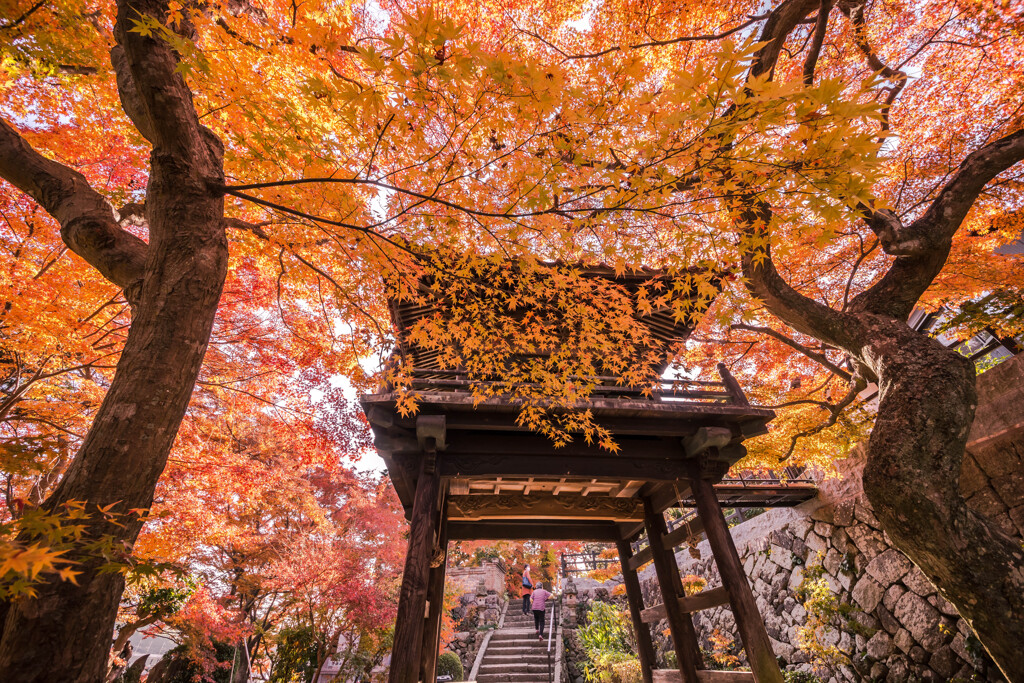 紅葉の、おもてなし