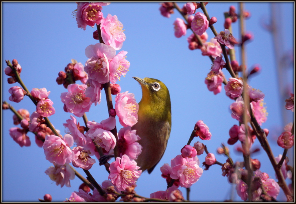 ウメジロー咲く