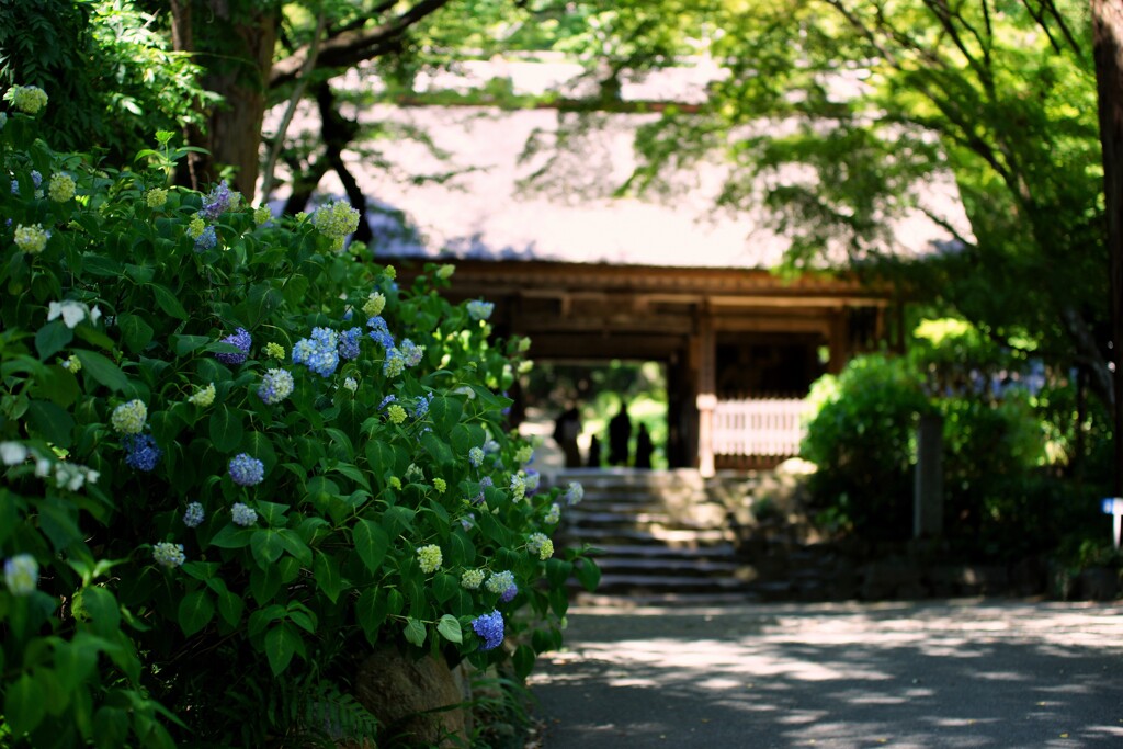 紫陽花寺