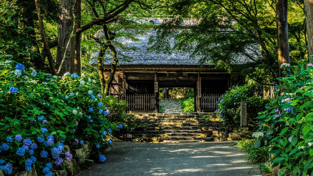 紫陽花寺