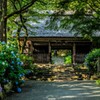 紫陽花寺