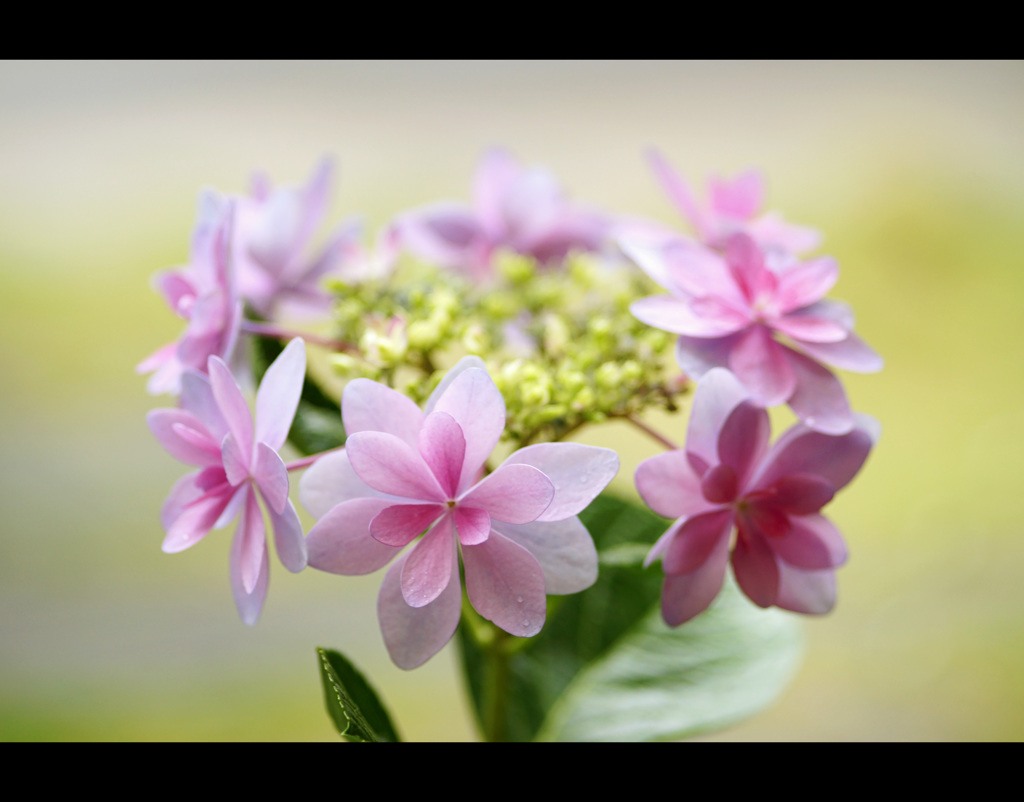 花ぐるま