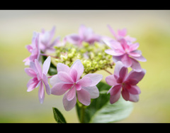 花ぐるま
