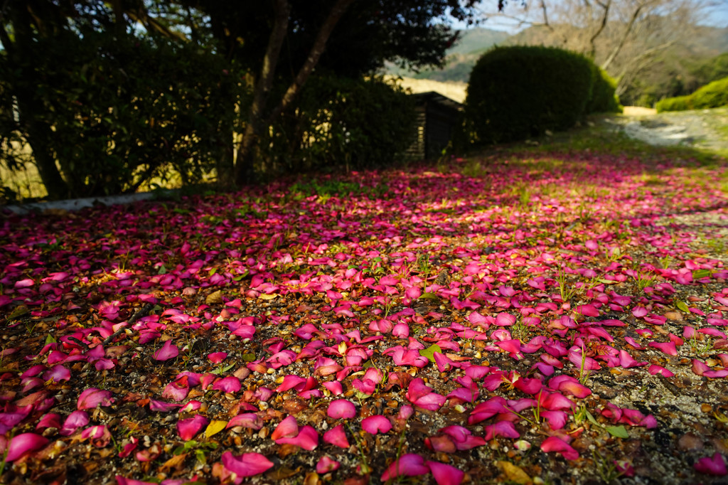 山茶花の小径