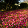 山茶花の小径