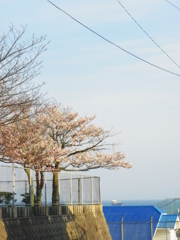 見送りの桜