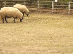 ZOO