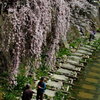 川辺のサクラ