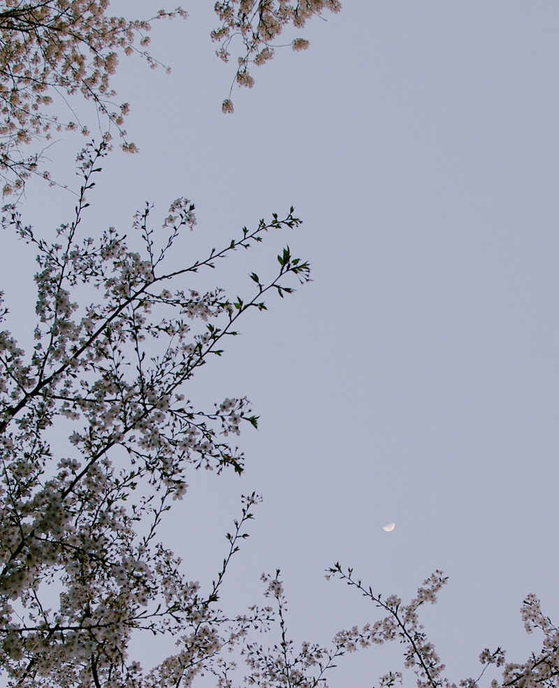 sakura et lune