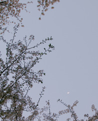 sakura et lune