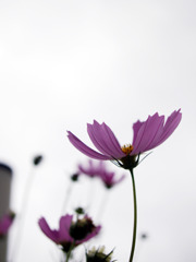 cosmos
