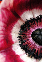 anemone