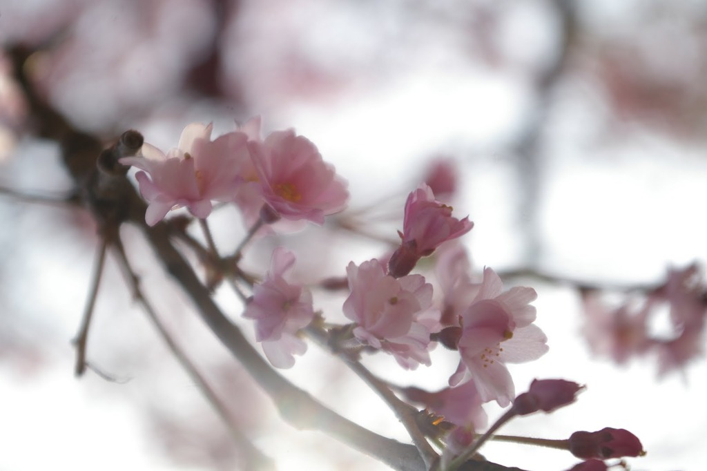 sakura2011