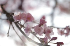 sakura2011