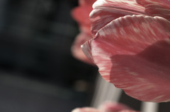 Tulip