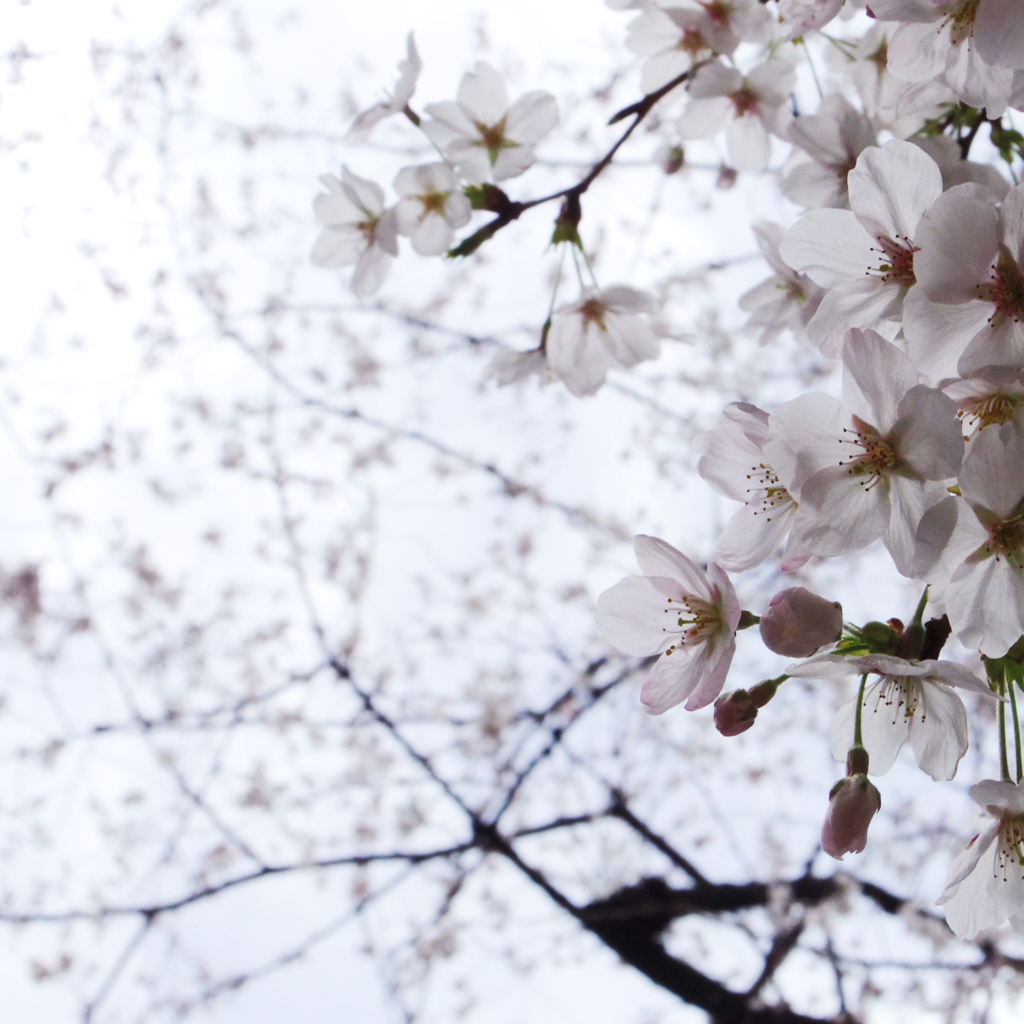 sakura