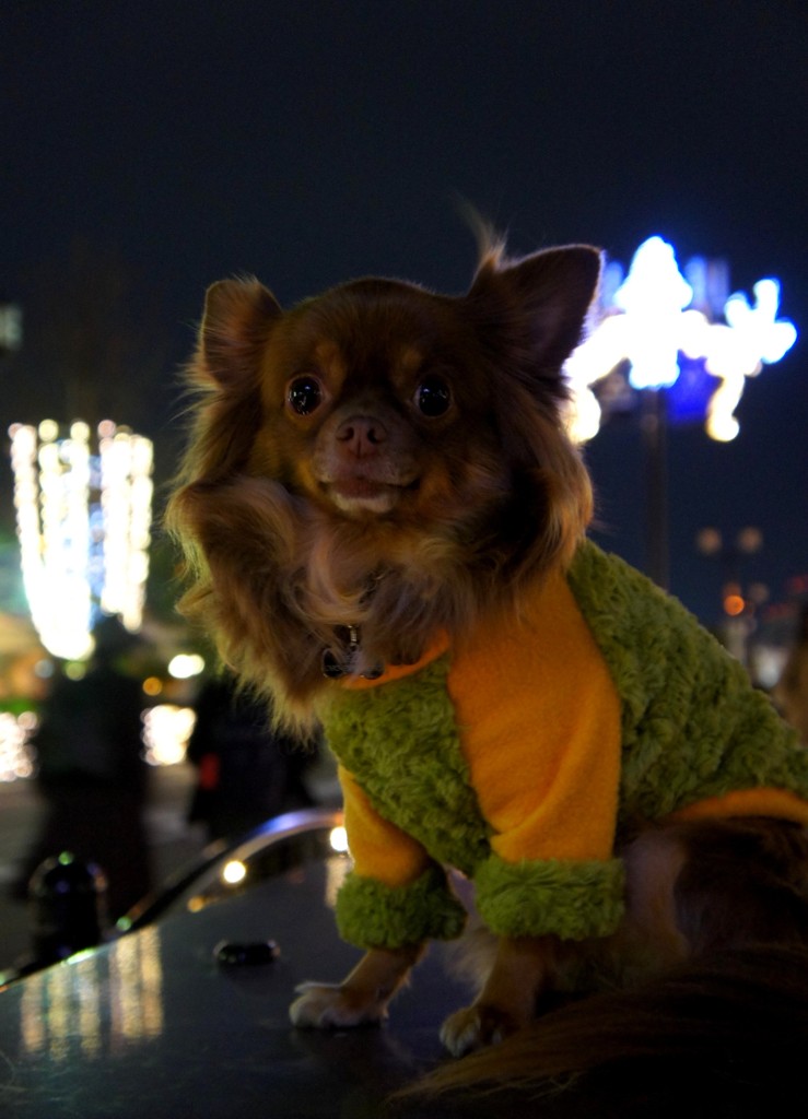 夜の散歩