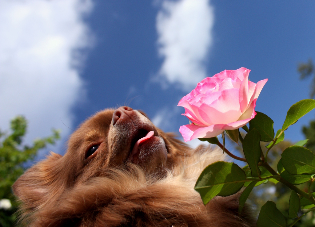 薔薇と♪