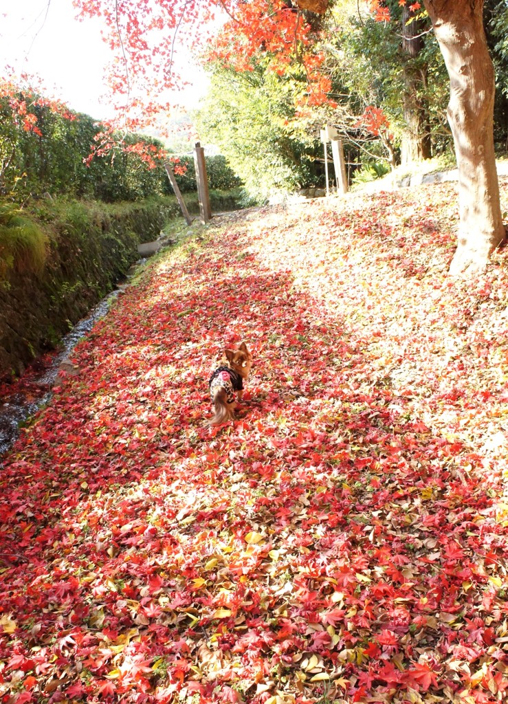 紅葉３