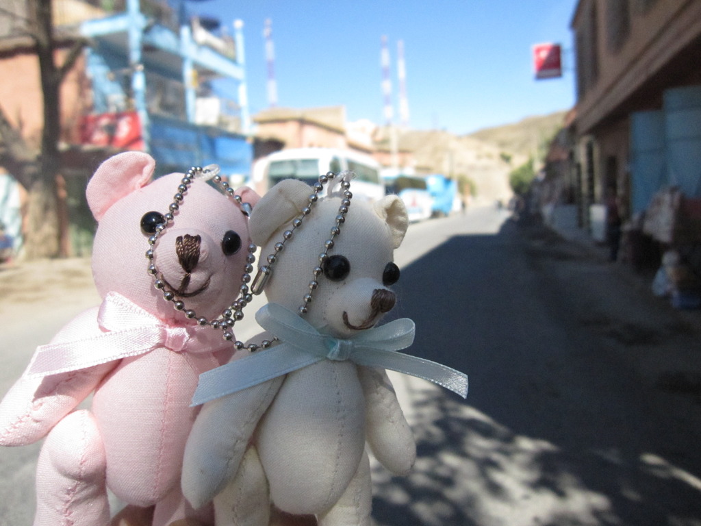 bears in morocco