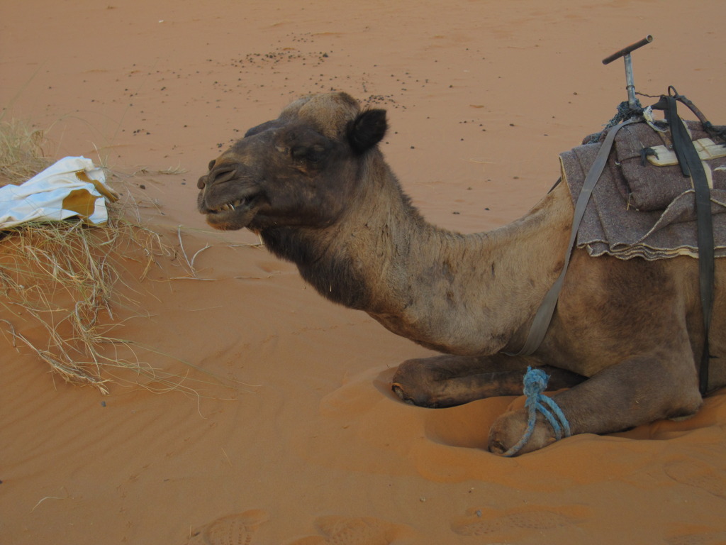 cute camel