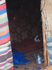 sabako in the berber kitchen