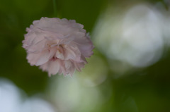 兼六園菊桜