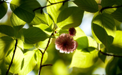 兼六園菊桜