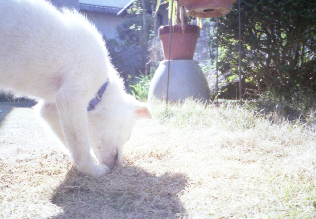 枯れた芝生と子犬の鼻