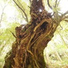 りっぱな大木