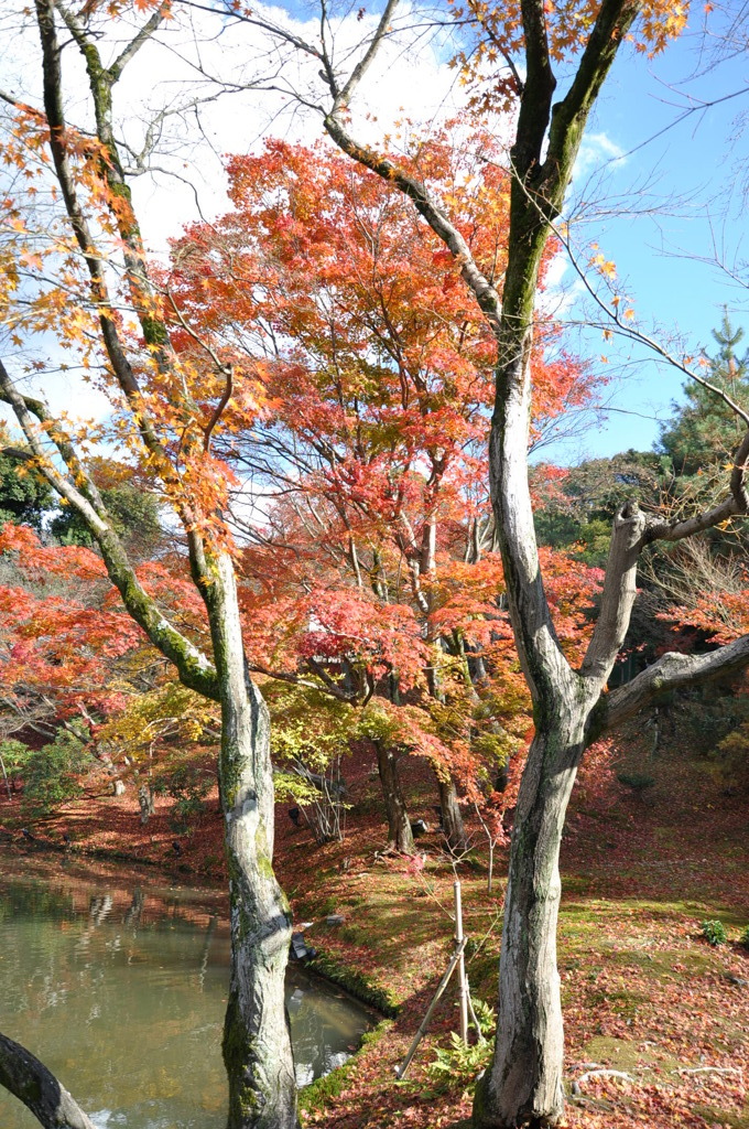 DSC_0396高台寺の紅葉