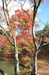 DSC_0396高台寺の紅葉